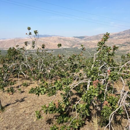 Visita e Degustazione ai pistacchieti di Bronte