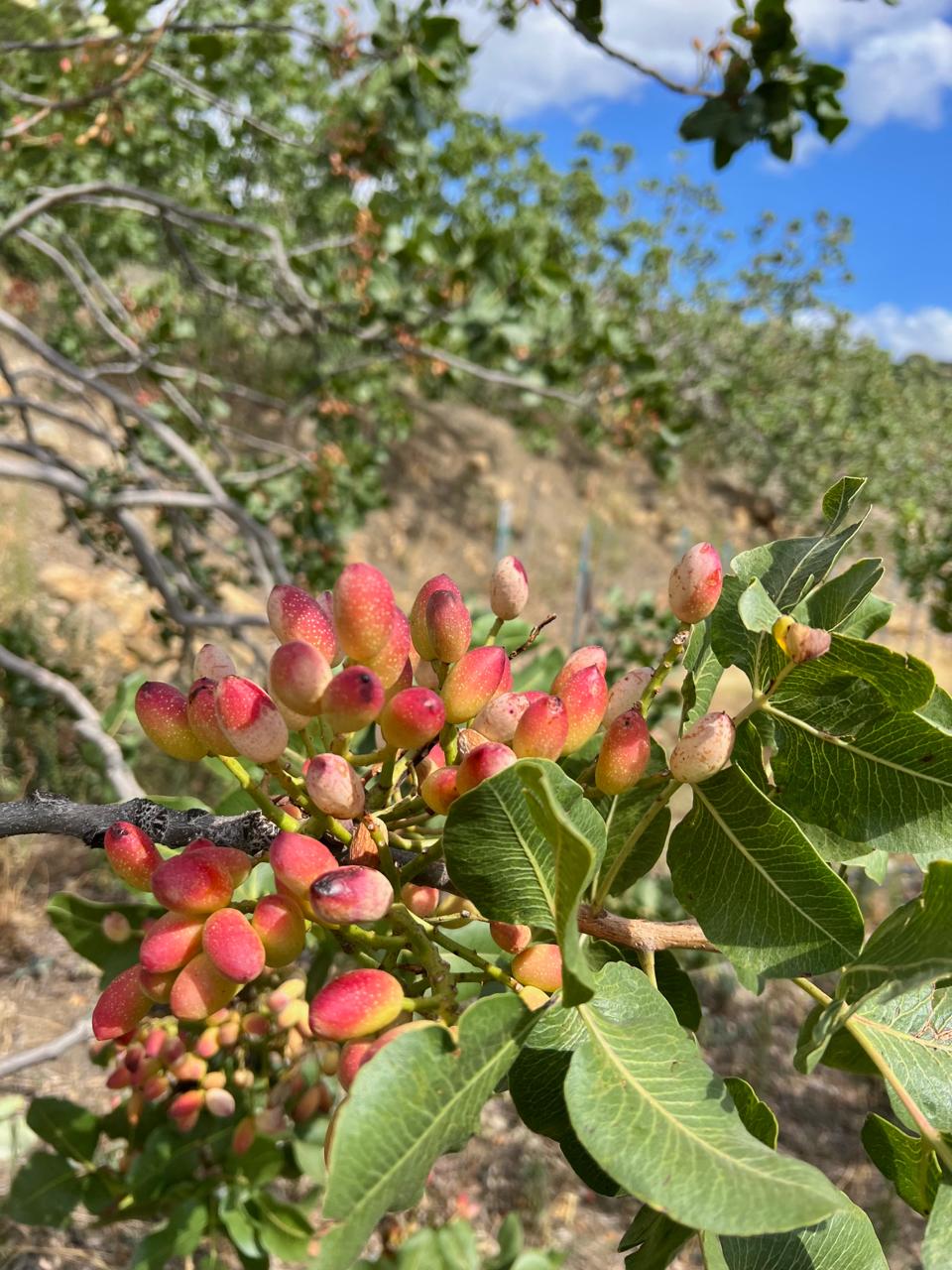 Visita e Degustazione ai pistacchieti di Bronte - immagine 4
