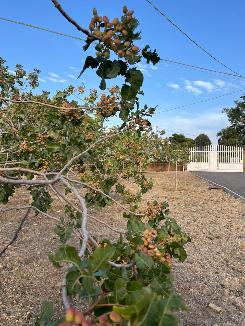 Visita e Degustazione ai pistacchieti di Bronte - immagine 6